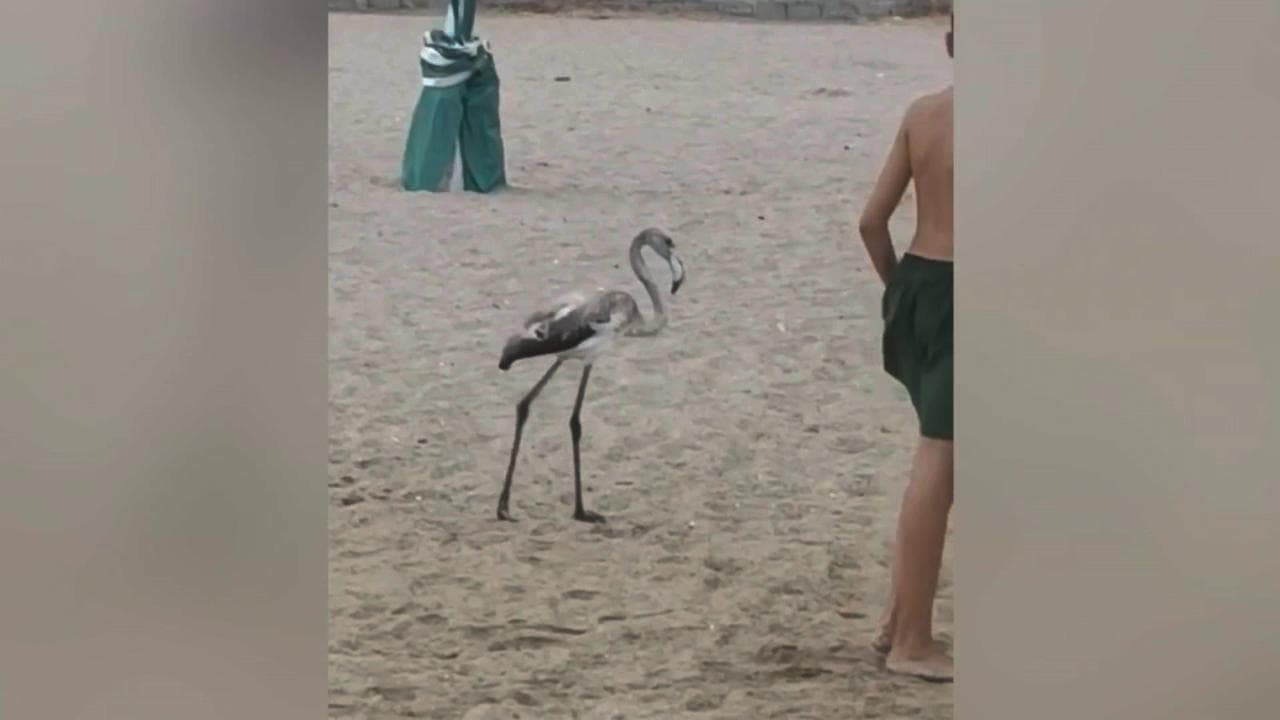Un fenicottero a passeggio sulla spiaggia di Senigallia: lo stupore dei bagnanti