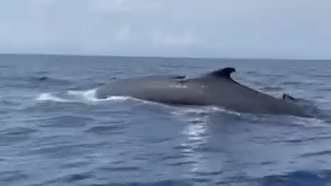 Elba, la balenottera emerge a pochi metri dal gommone. L'emozione a bordo: "Come sei bella!"