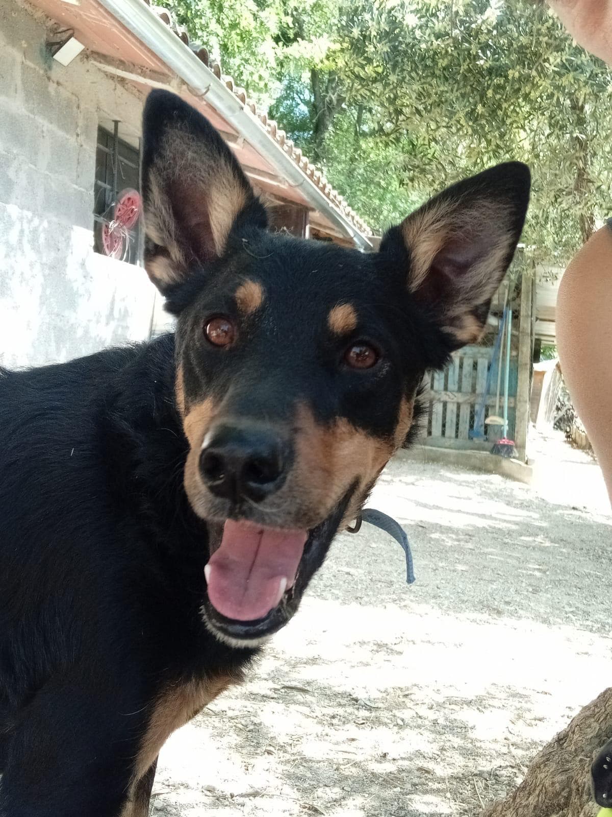 Plinio