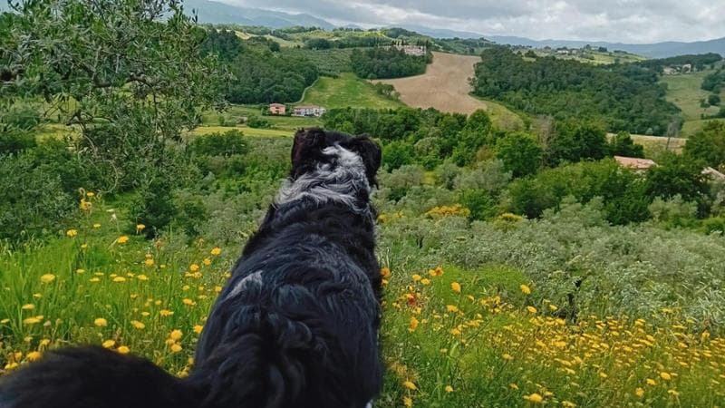 Lilli, nel giardino in Umbria dell'Associazione Una zampa per Birillo