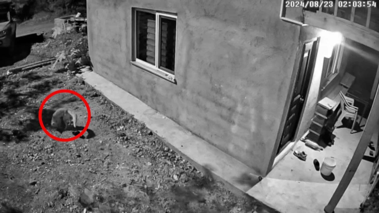 Turchia, la volpe è una ladra di scarpe: il furto notturno ripreso da una telecamera