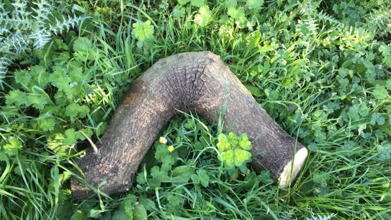 Un ramo piegato. La fibra di un legno curvato dalla natura è fondamentale per ottenere un arcione solido e resistente