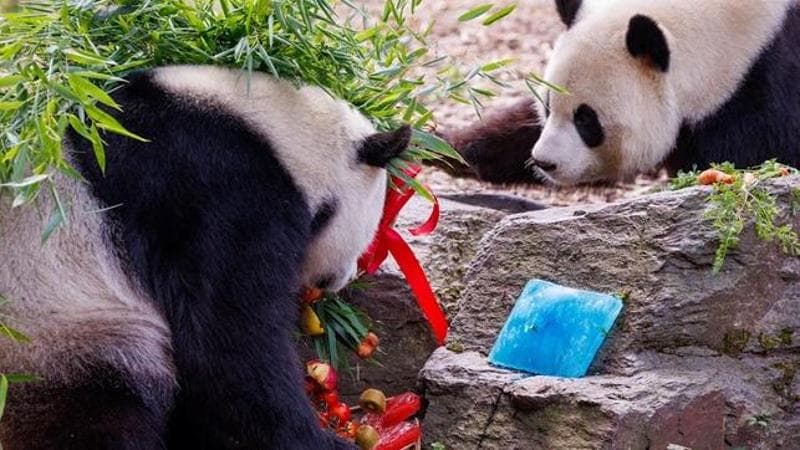 "Panda twins celebrate" EPA/OLIVIER MATTHYS