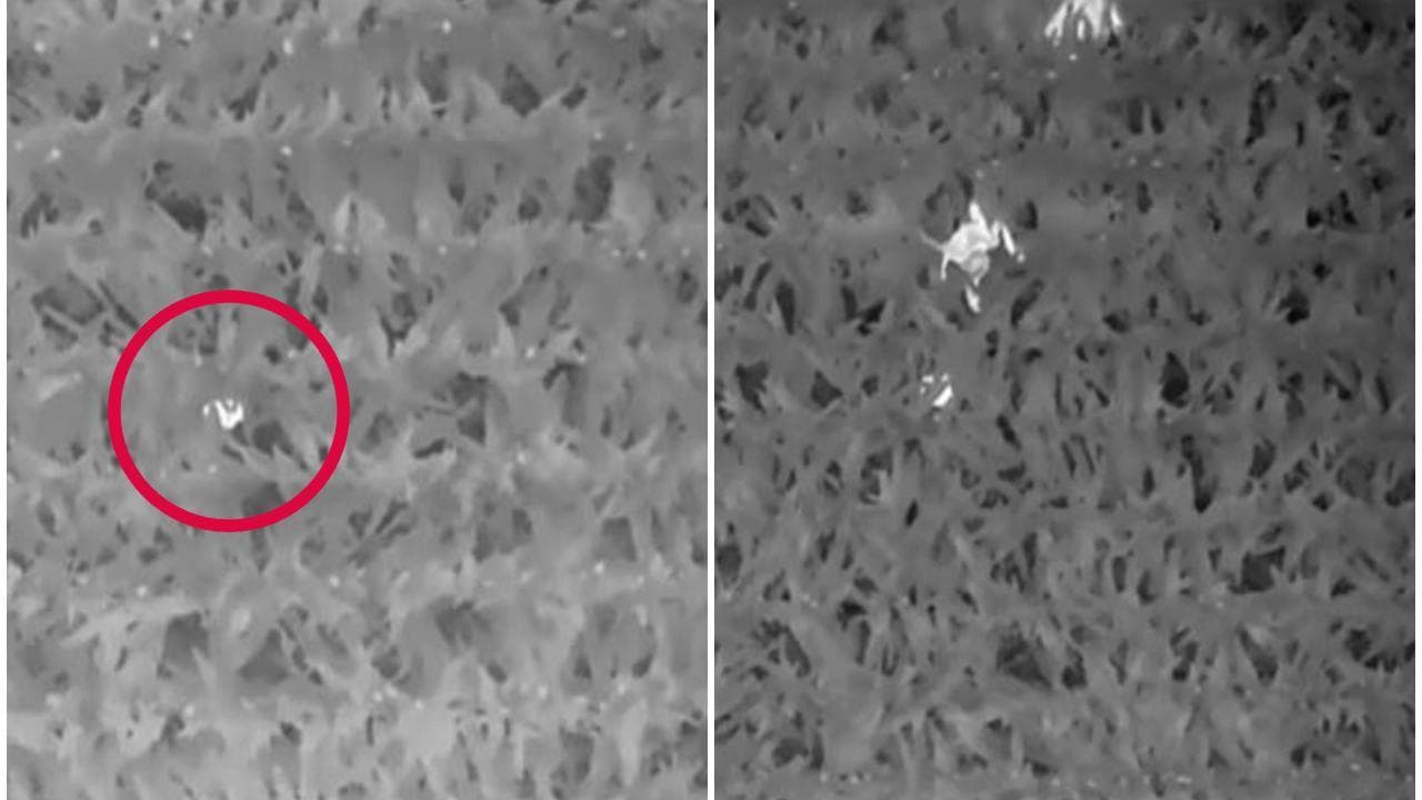 Wisconsin, un bambino di 3 anni perso in un immenso campo di mais: ritrovato con i droni termici