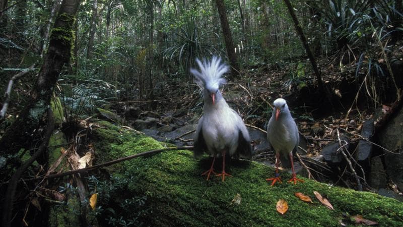 Il kagu è l’unico uccello sopravvissuto del genere Rhynochetos. (Alamy/Ipa)