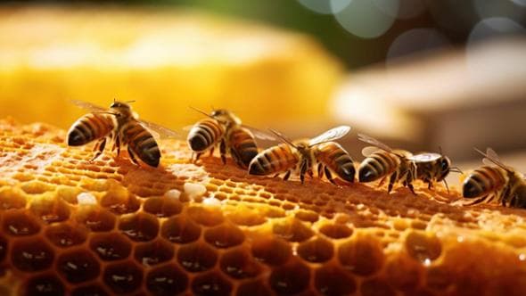 Il valore “nascosto” dell’apicoltura per la biodiversità: le api come sentinelle ecologiche