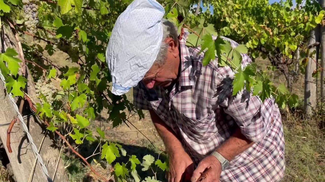 Franco Picciolini, una vita nei vigneti: "Le mie 75 vendemmie consecutive sono un record, ma voglio arrivare a 80"