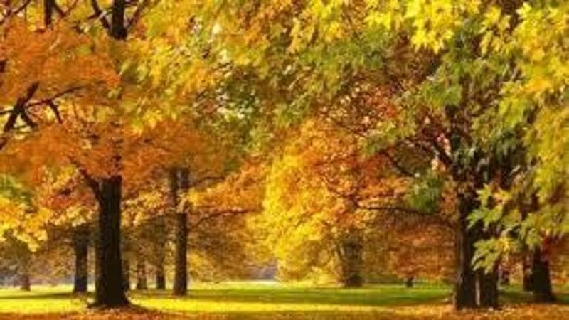 Pomfret, Vermont, la città del foliage che ha bandito gli influencer