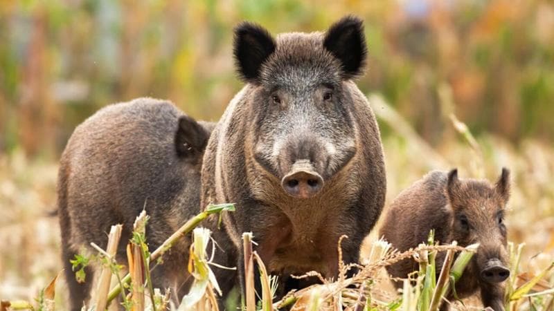 Peste suina in otto regioni, paura per il prosciutto di Parma. Coldiretti: “Siamo al collasso”. E dilaga il virus della lingua blu