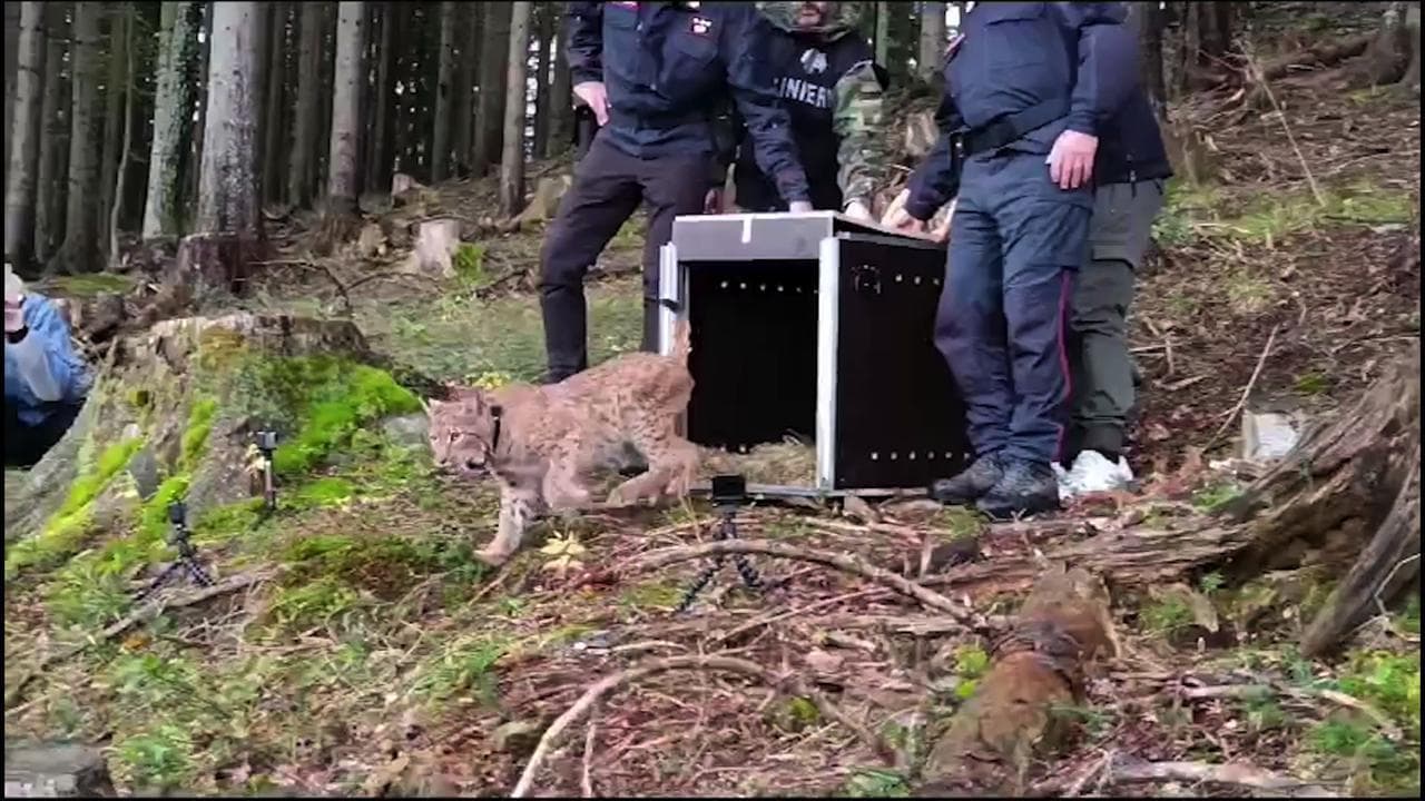 La lince Luna viene rilasciata nella foresta: la sua corsa verso la libertà è uno spettacolo