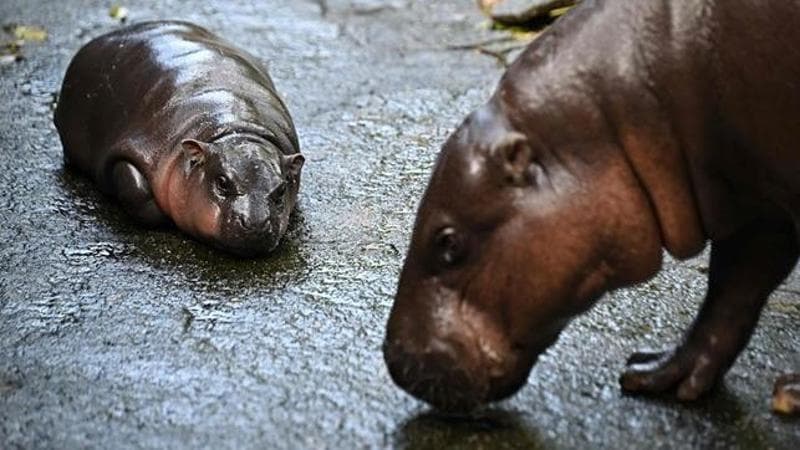 Lillian SUWANRUMPHA / AFP