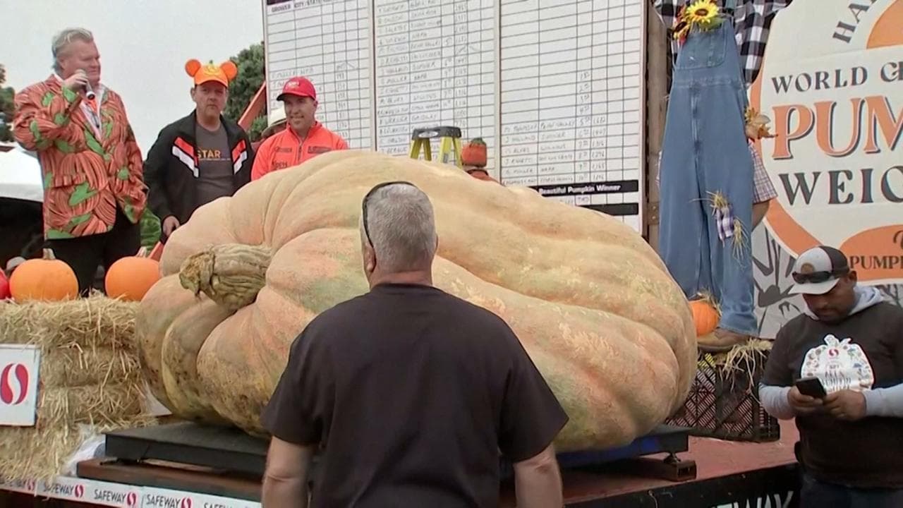 Halloween, è del Minnesota una delle zucche più grandi al mondo