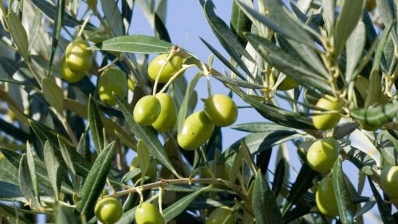 Olio d’oliva, cala la raccolta in Italia. Ma la buona annata all’estero potrebbe abbassare il prezzo