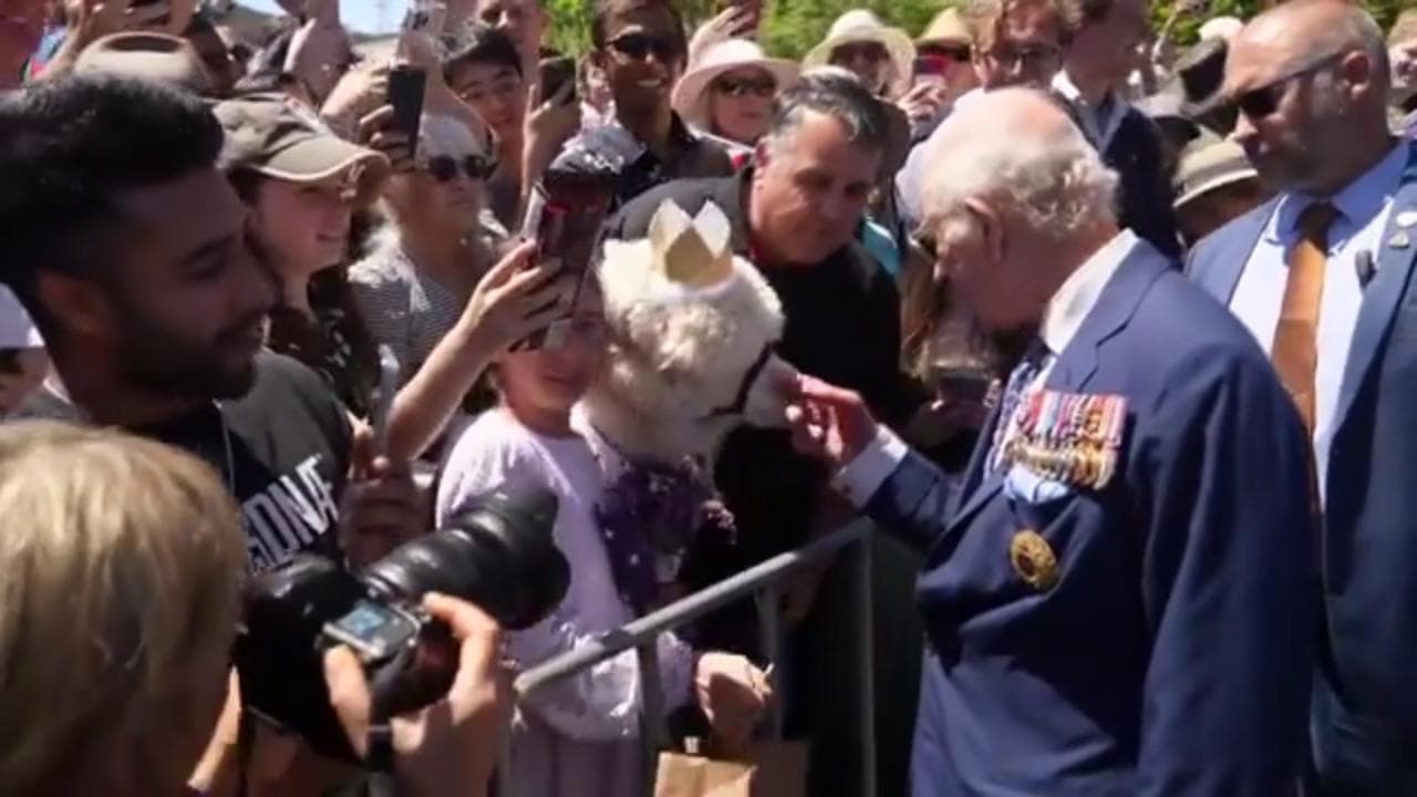 Australia, l'alpaca tra la folla starnutisce addosso a re Carlo