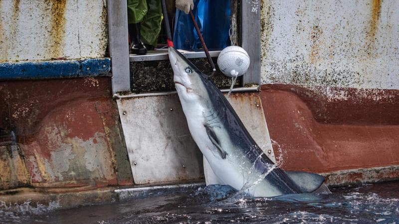 La cattura nell’Oceano Pacifico di uno squalo, specie protetta, documentata dalla Rainbow Warrior di Greenpeace (© Ulet  Ifansasti / Greenpeace)