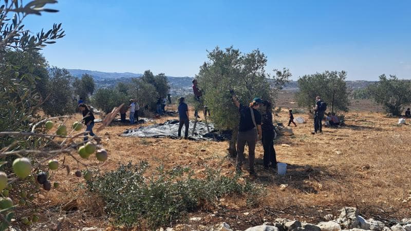 Un gruppo di volontari israeliani aiuta i contadini palestinesi a raccogliere le olive per evitare che esercito o coloni vengano ad allontanarli o minacciarli