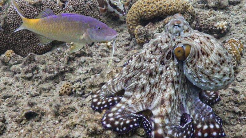 Un polpo blu, Octopus cyanea, e un pesce capra, Parupeneus barberinus, collaborano nella caccia (Eduardo Sampaio / Max Planck Institute)