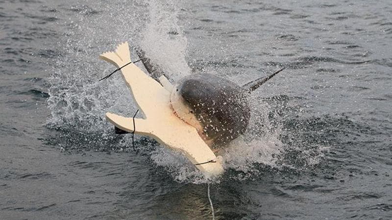 Uno squalo bianco attacca un manichino senza luci in una foto della Macquarie University