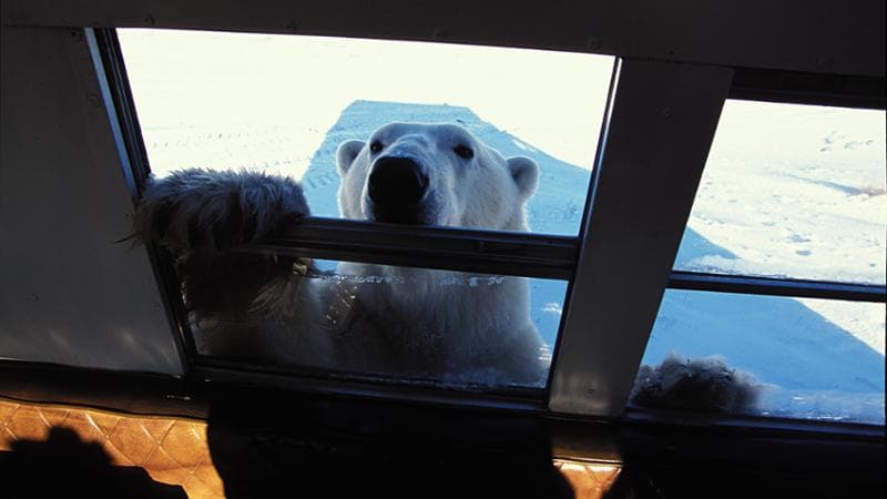 Polar Bear looking inside a vision car Churchill Canada