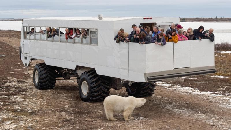 A Group Of Tourist In The Back Of A Tundra Vehicle Watching And Photographing A Polar Bear; Churchill Manitoba Canada