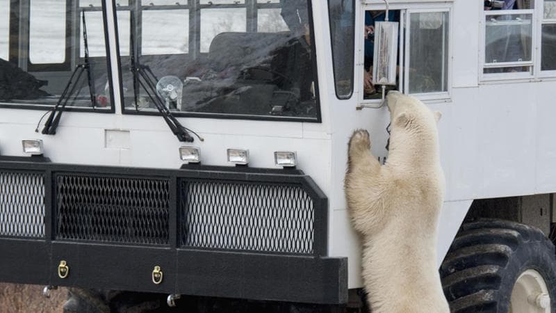 A Polar Bear Standing Against A Tundra Vehicle As Tourists Take Pictures Out The Window; Churchill Manitoba Canada