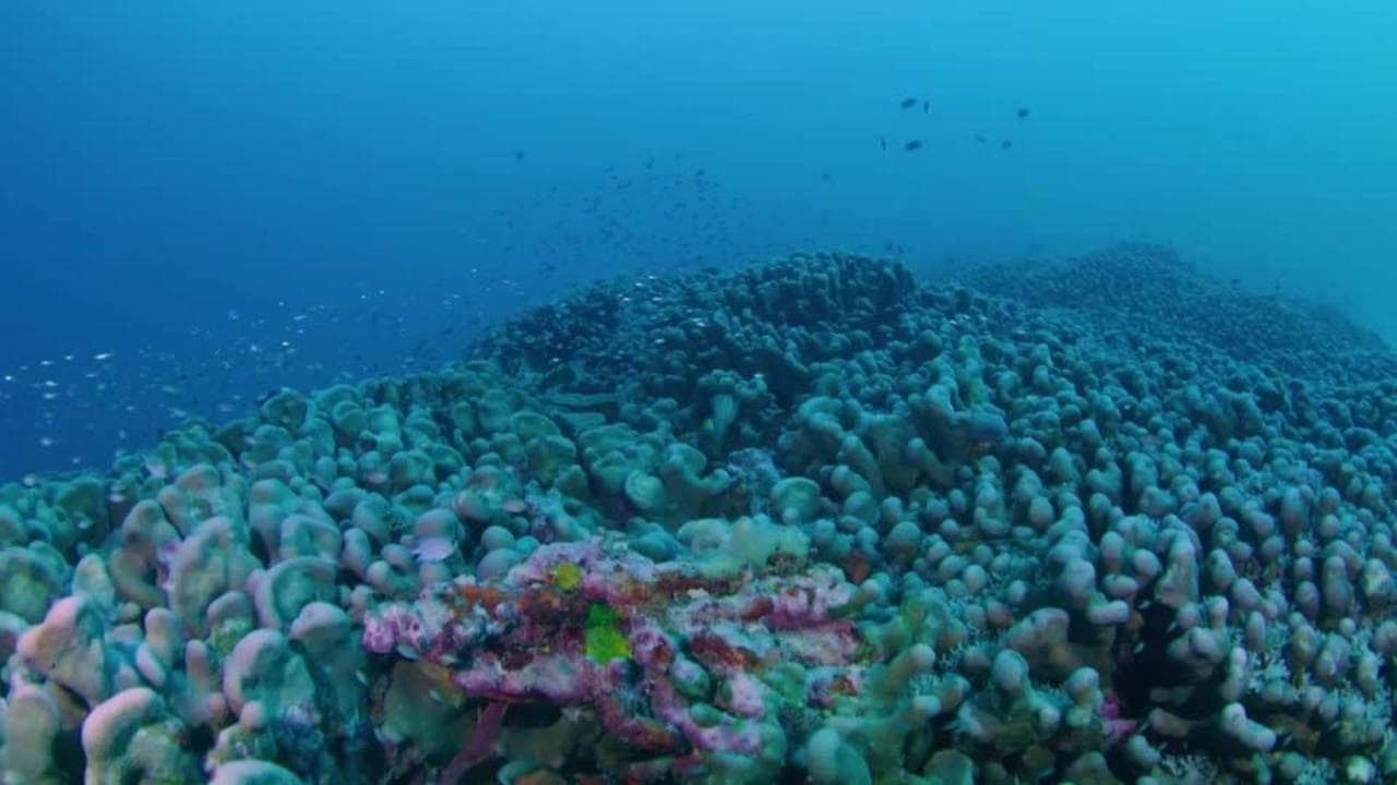 Scoperto nel Pacifico il corallo più grande del mondo: "È composto da un miliardo di minuscoli polipi"