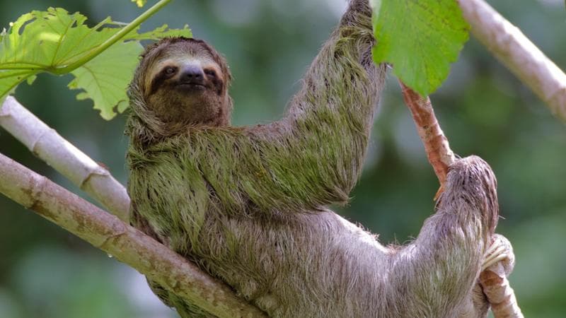 Un bradipo (Bradypus variegatus). Juan Carlos Vindas