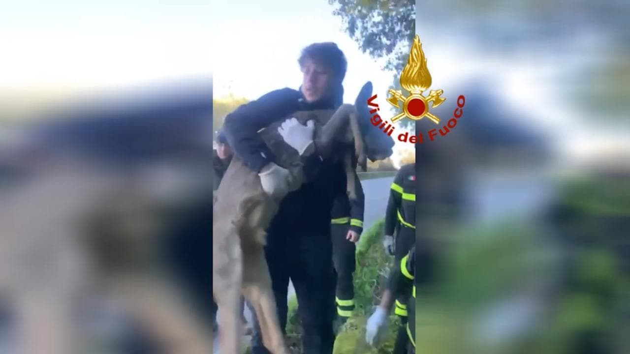 Perugia, capriolo incastrato in un cunicolo: salvato dai vigili del fuoco