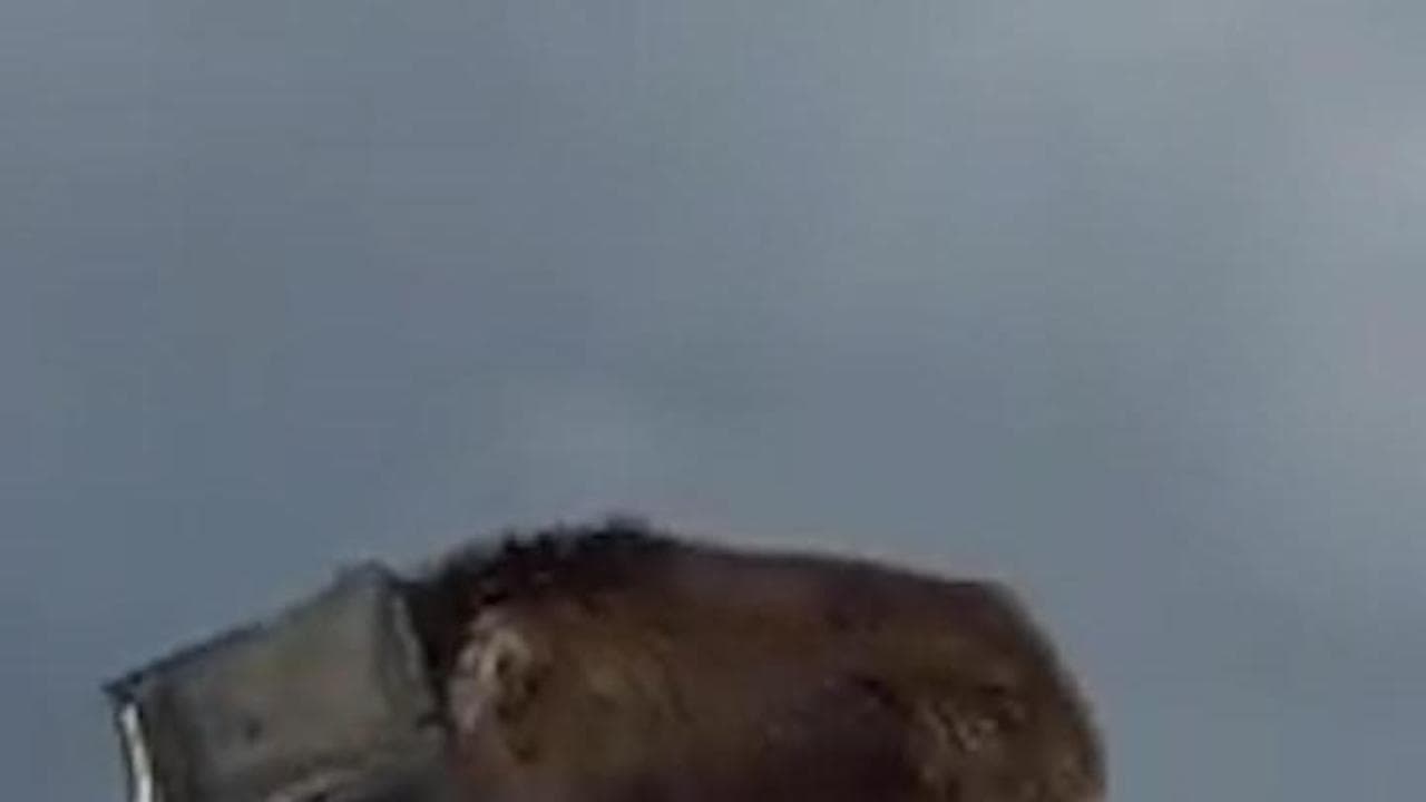 India, il complicato salvataggio di un orso rimasto incastrato con la testa in un secchio