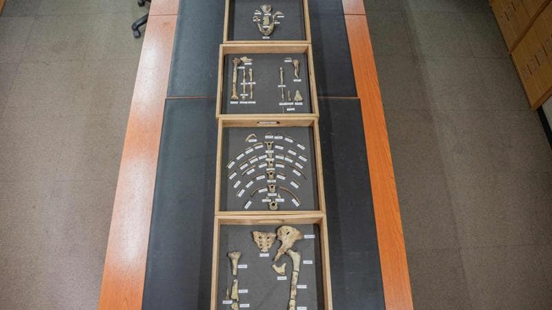 Lucy esposta al museo nazionale di Addis Abeba