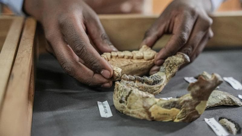 La mandibola di Lucy