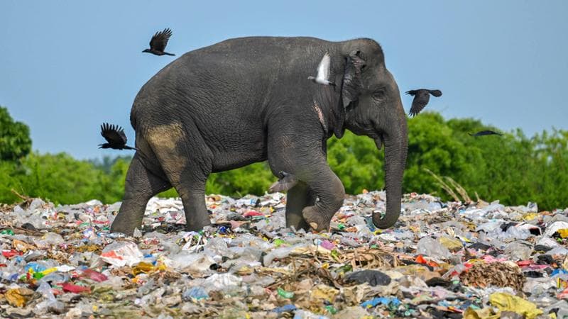Un elefante mangia plastica in Sri Lanka
