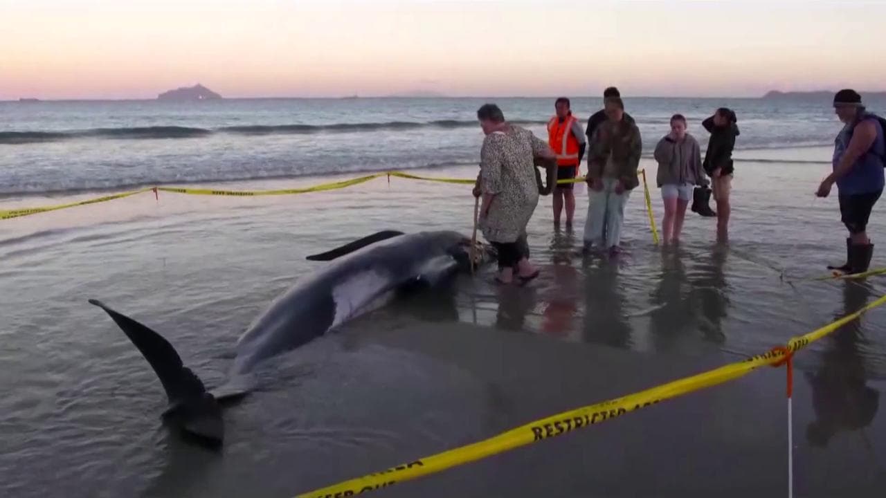 Branco di balene pilota spiaggiate in Nuova Zelanda: i soccorsi ai cetacei in difficoltà
