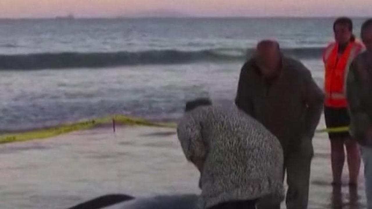 Nuova Zelanda, la corsa dei volontari per salvare le balene spiaggiate