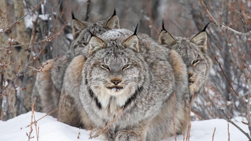 In osservazione di John E. Marriott (Canada): con le due linci vince la categoria “Ritratti di animali” del Wildlife Photographer of the Year 2024