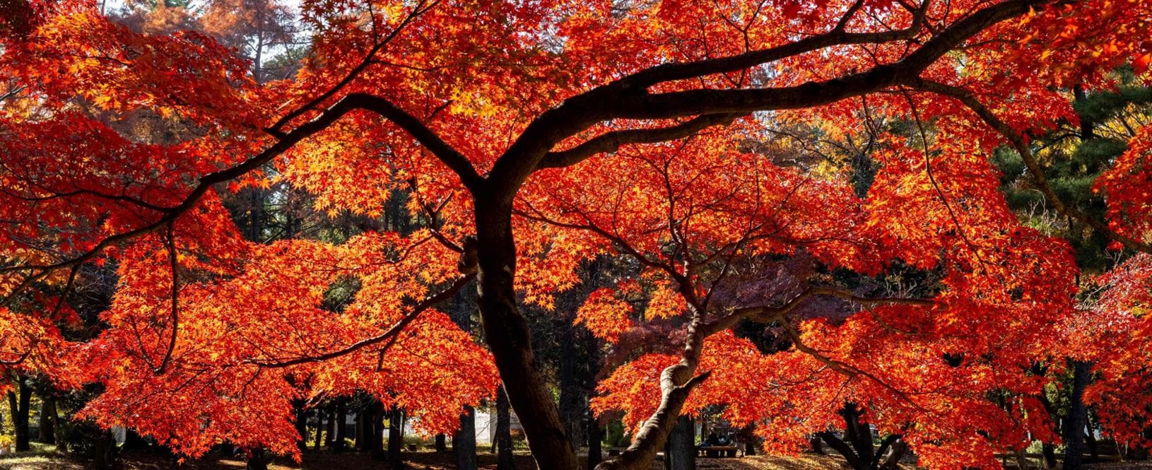 Giappone, nell’anno più caldo di sempre le foglie non cadono: mai tanto foliage a dicembre