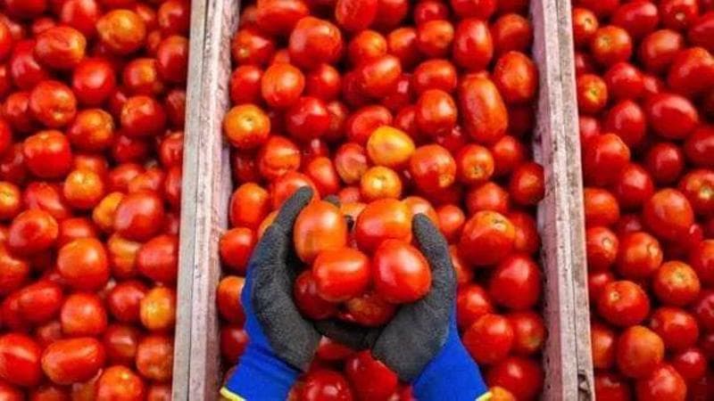“Italian tomato”, ma è pomodoro cinese: azienda italiana smascherata dalla Bbc