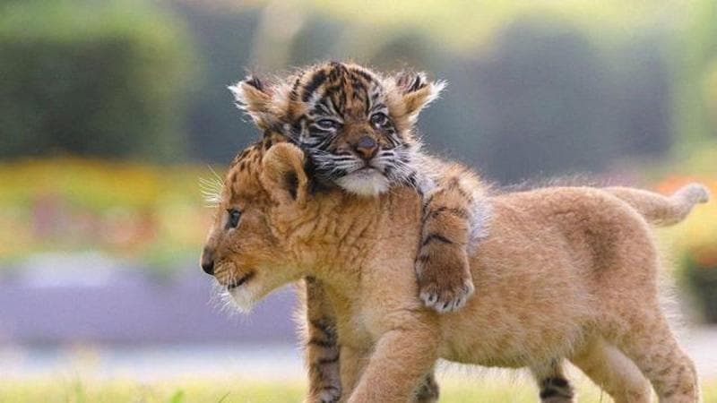 Due tigri cresciute in cattività si ritrovano libere in Siberia e formano una famiglia