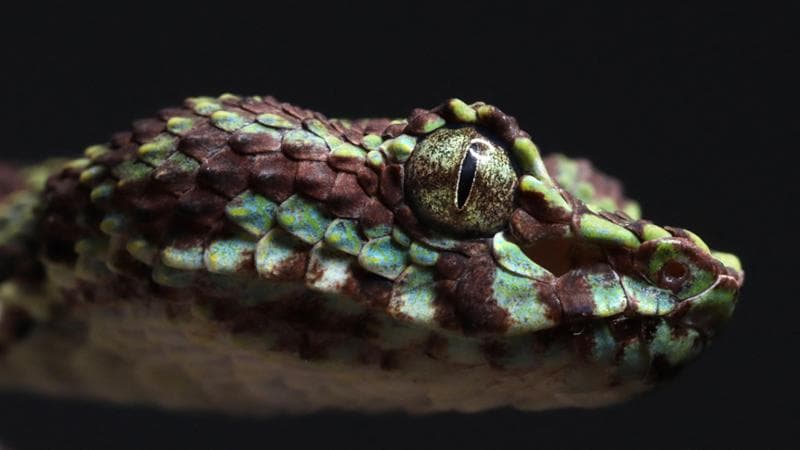 Il serpente, il “pensierino” indecente del Capodanno russo. Autorità in allarme