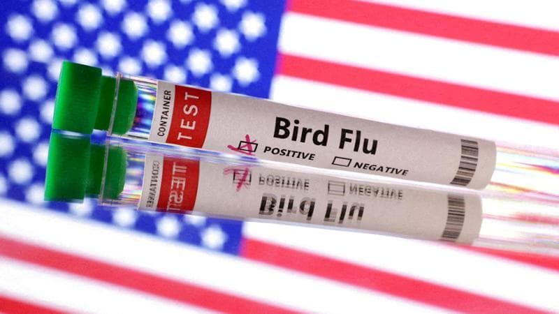 Usa, la California proclama stato d’emergenza per l’aviaria