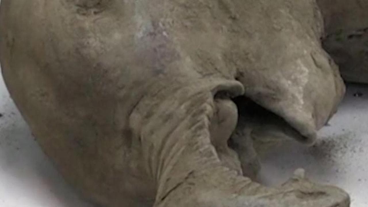 Russia, trovato un cucciolo di  mammut ben conservato: risale a oltre 50 mila anni fa