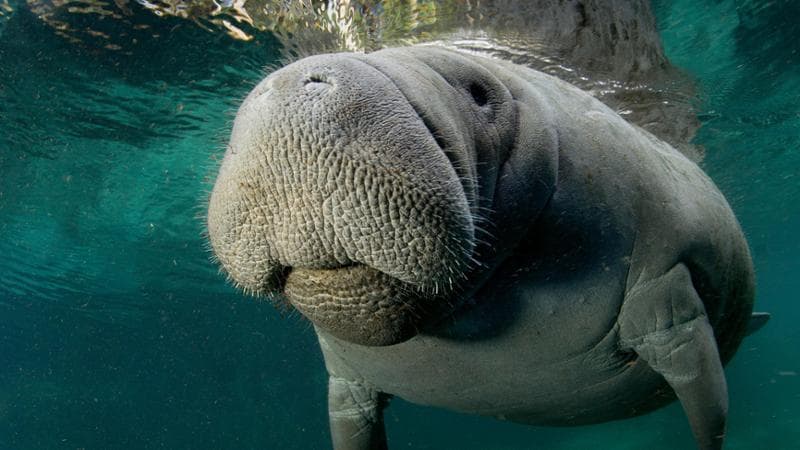 Un lamantino (Trichecus manatus manatus) nella baia di Crystal River, Florida, luogo ideale per le acque sempre più calde. Getty Images