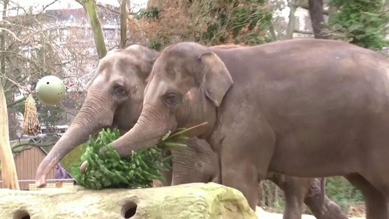 A Berlino gli alberi di Natale invenduti diventano cibo per gli animali dello zoo