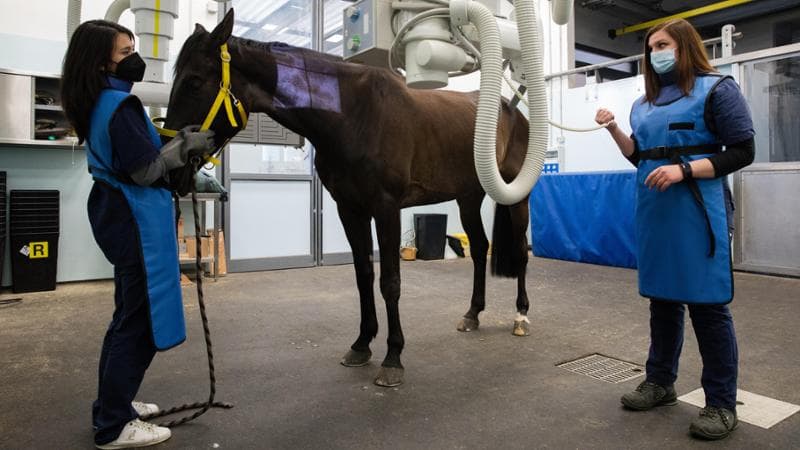 Due allieve veterinarie nelle stalle dell’università di Bologna durante una radiografia a un cavallo