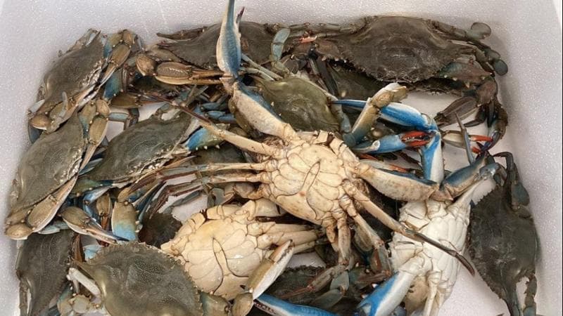 Scacco al granchio blu, vongole portoghesi per salvare gli allevamenti del Nord