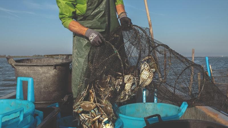 “Cattureremo 2600 tonnellate di granchio blu”, il piano del ministero per eliminarlo dall’Adriatico