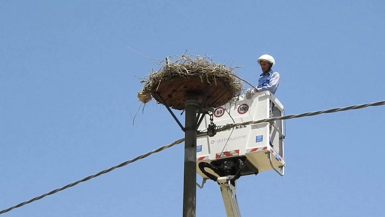 Le cicogne di Lattarico e il nido sui tralicci dell'Enel