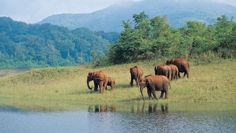 Elefanti nel Parco Nazionale del Periyar