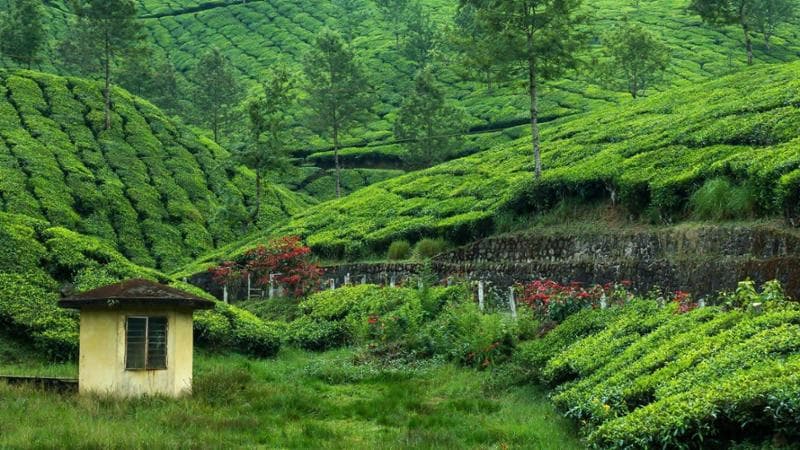 Piantagione di tè a Munnar