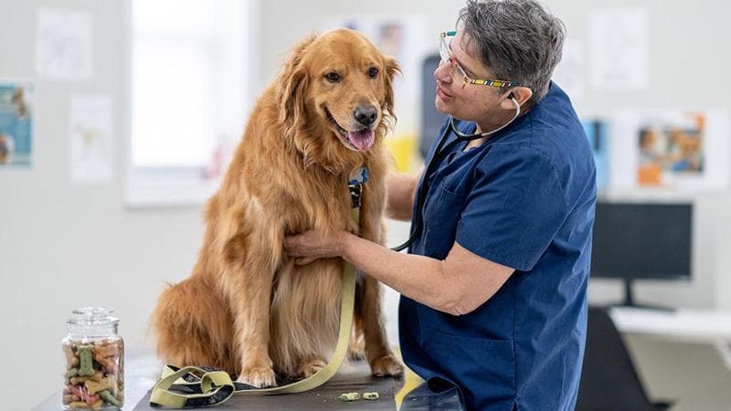 Animali domestici, il business delle cure: “Così le cliniche sono diventate oro”